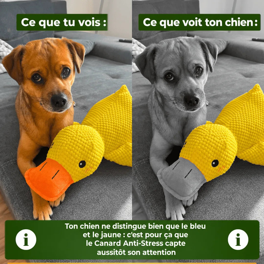 Ce que tu vois, ce que voit ton chien