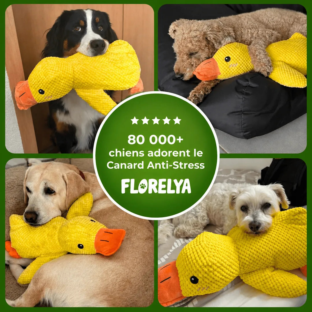 80 000+ chiens adorent le Canard Anti-Stress