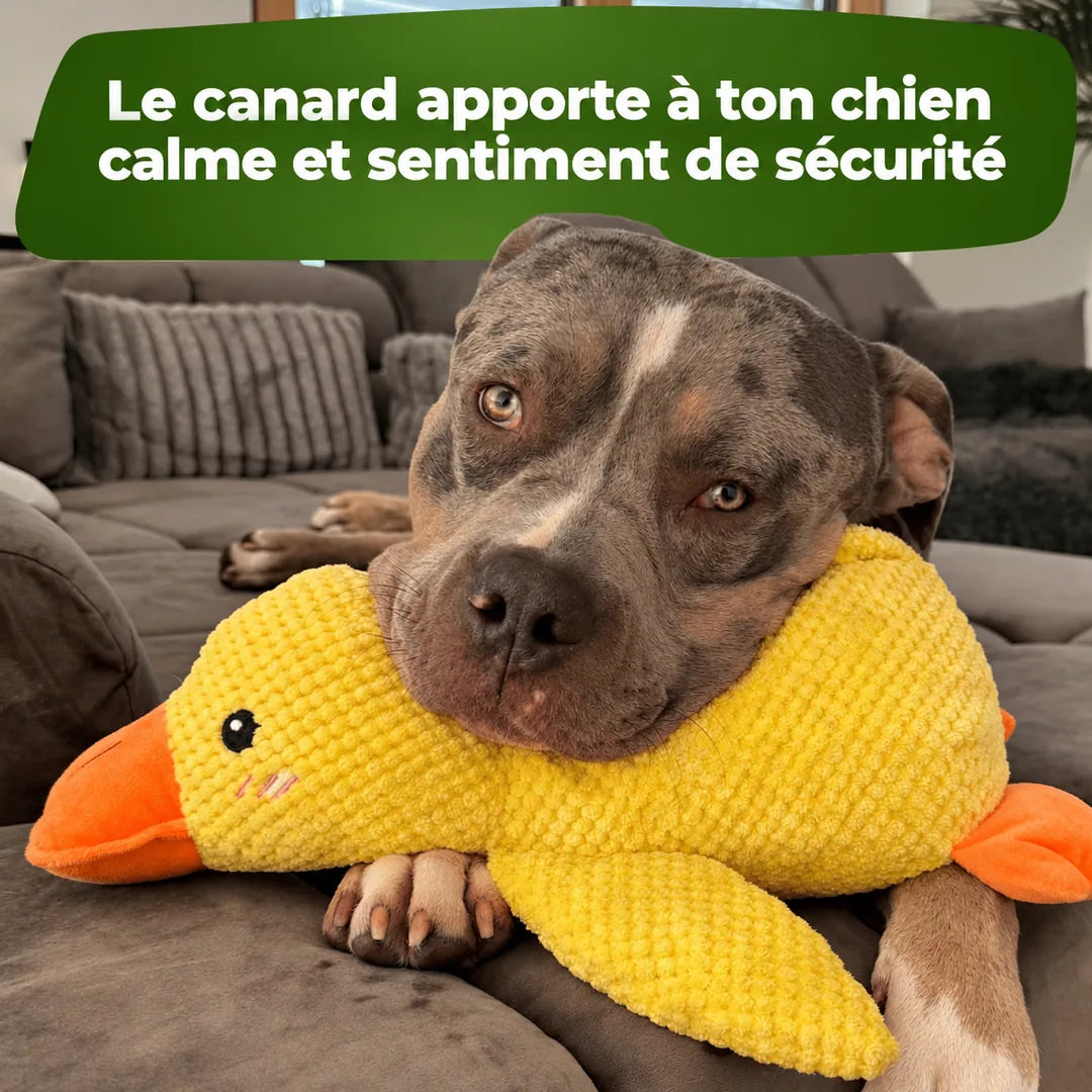 Le canard apporte calme et sécurité à ton chien
