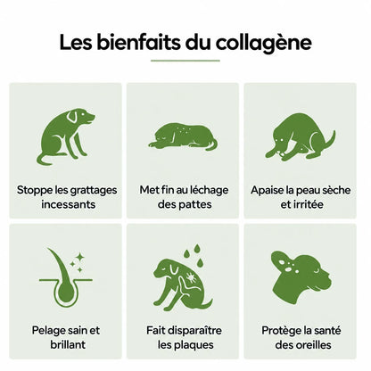 Collagène Liquide Premium Florelya