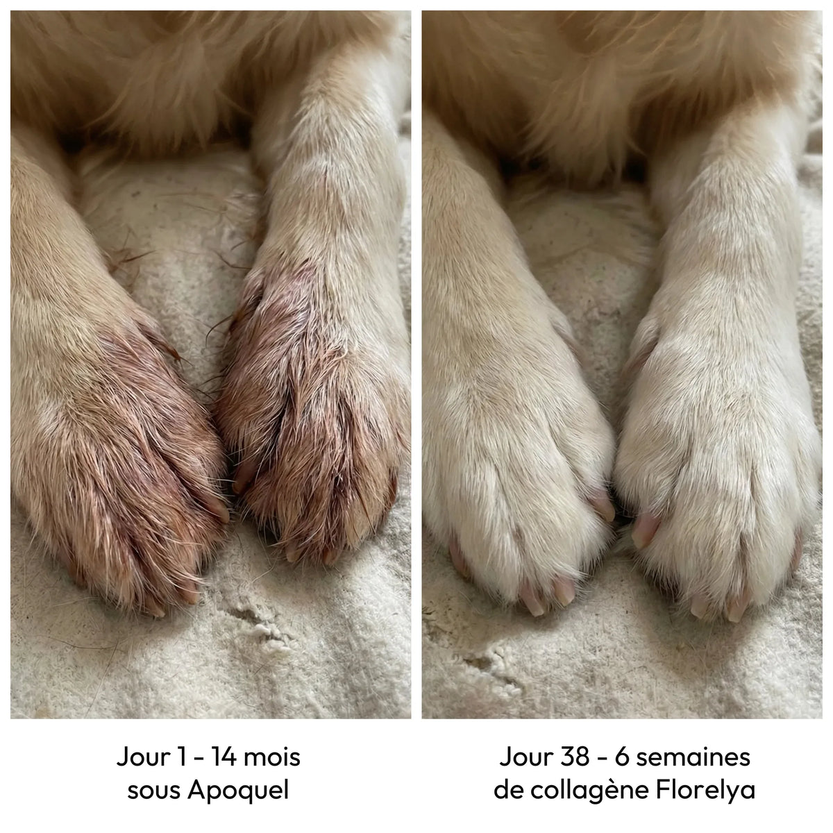 Collagène Liquide Premium Florelya