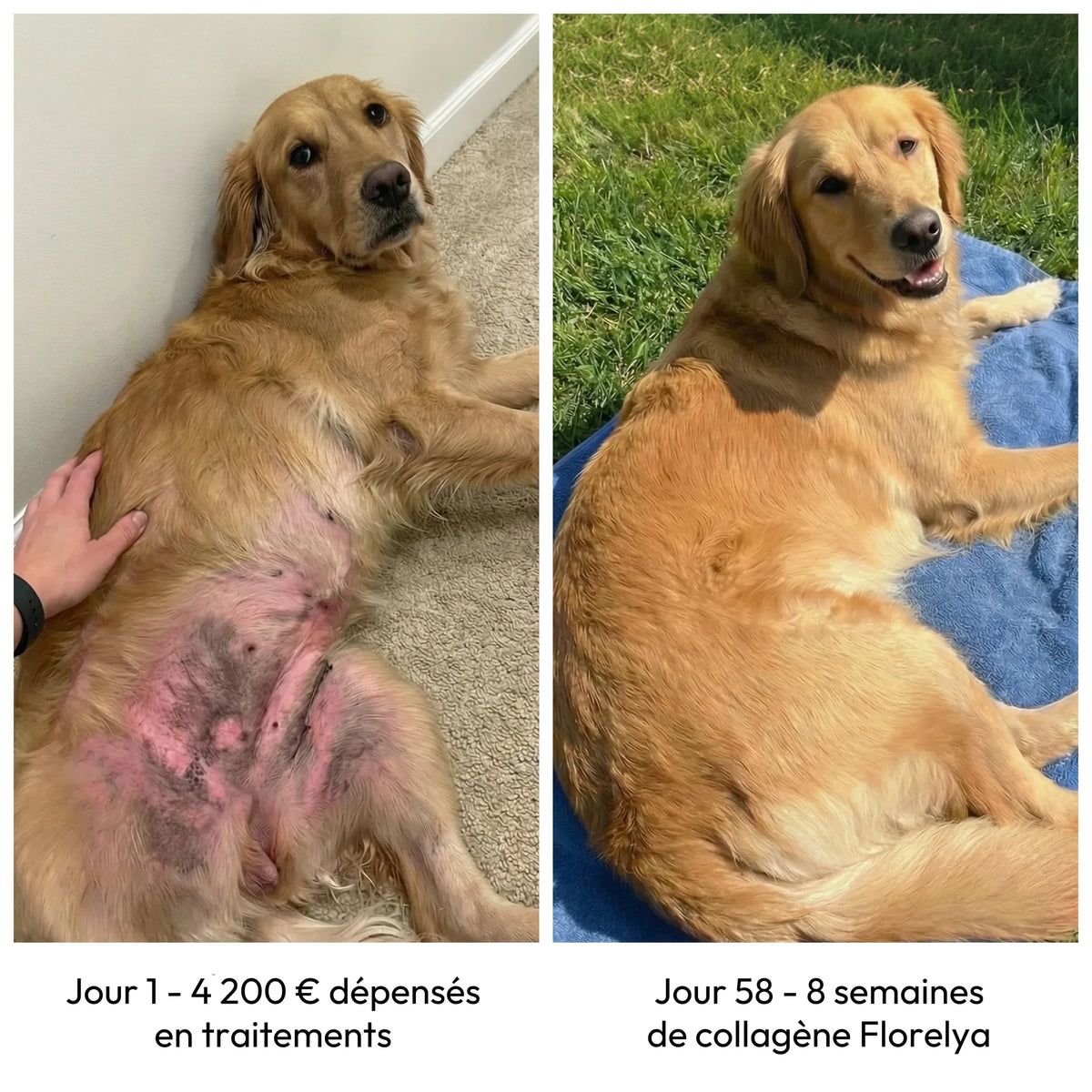 Collagène Liquide Premium Florelya