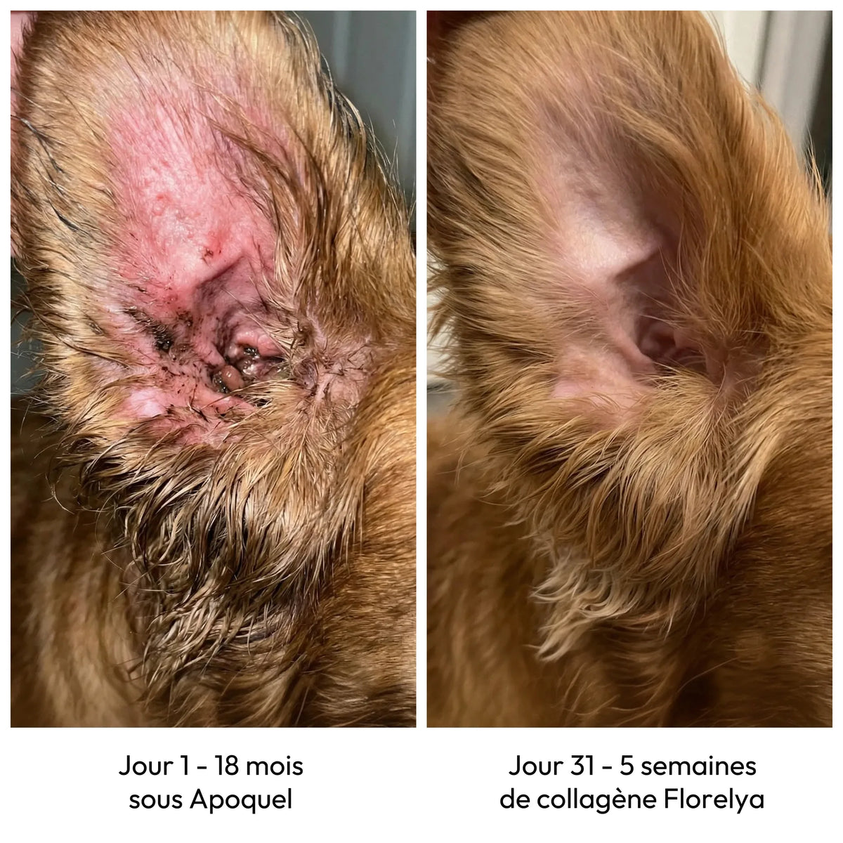 Collagène Liquide Premium Florelya