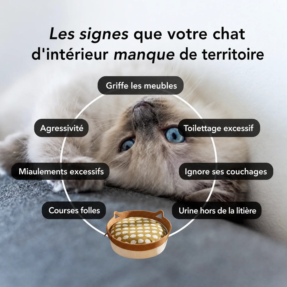 Les signes que votre chat d’intérieur manque de territoire