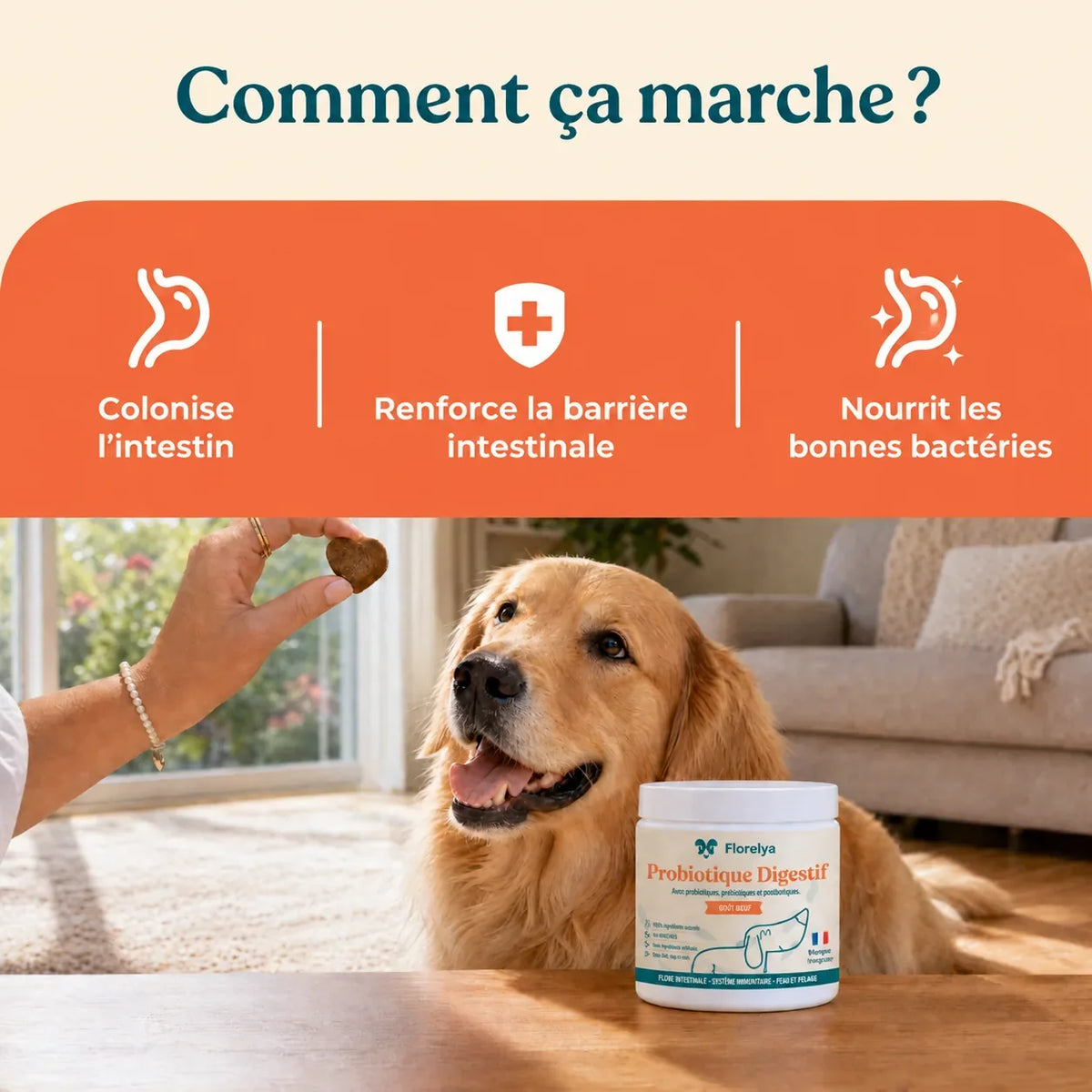 Comment agit le Probiotique Digestif Florelya