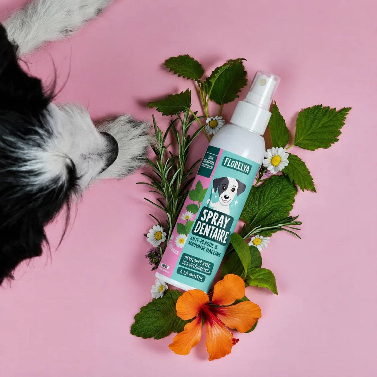 Application du Spray Dentaire Florelya directement dans la gueule