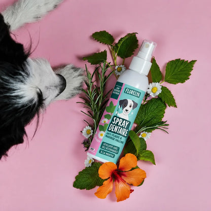 Application du Spray Dentaire Florelya directement dans la gueule