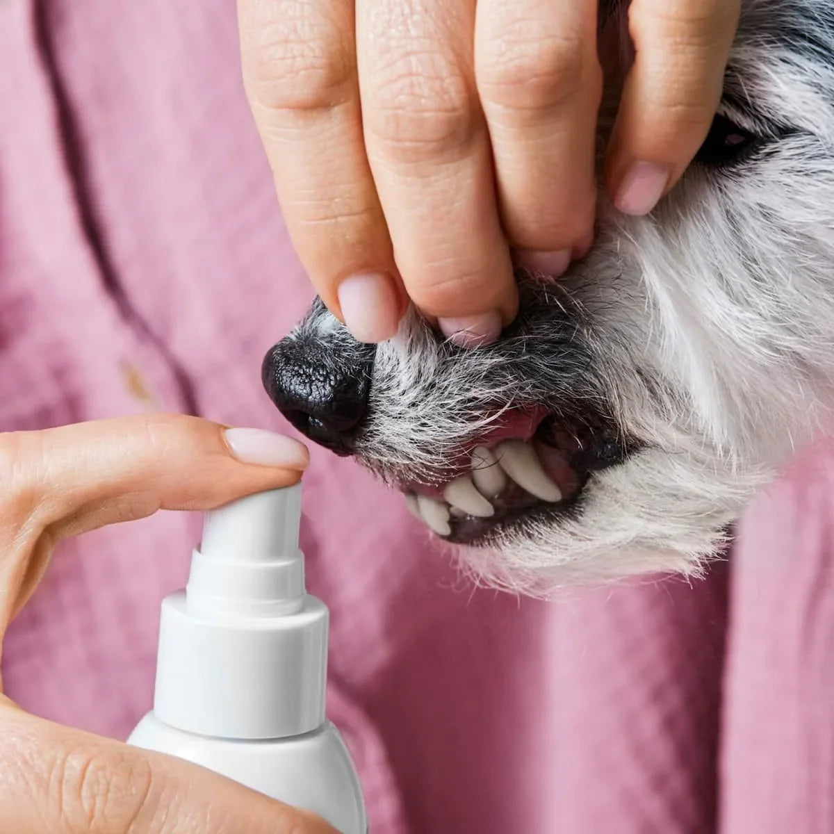 Dents propres d'un chien après le Spray Dentaire Florelya