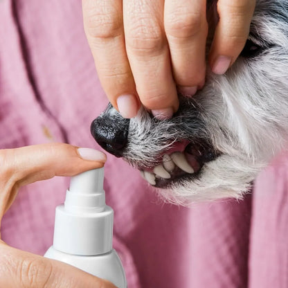 Dents propres d'un chien après le Spray Dentaire Florelya